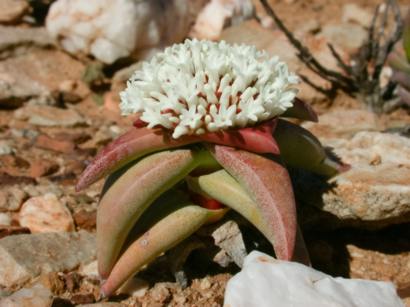 C.congesta subsp. congesta